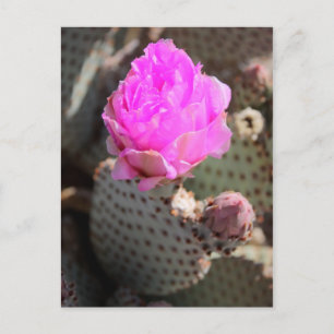 Beavertail Cactus Briefkaart