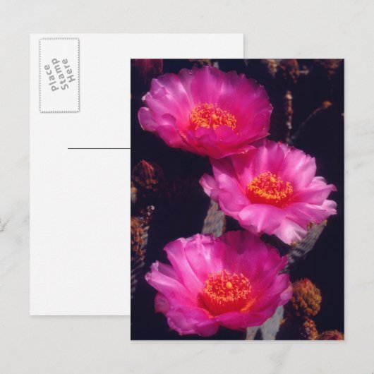 Beavertail Cactus Flowers 2 Briefkaart (Voorkant / Achterkant)