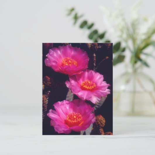 Beavertail Cactus Flowers 2 Briefkaart (Staand voorkant)
