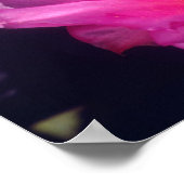 Beavertail Cactus Flowers 2 Poster (Hoek)