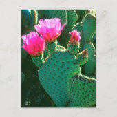 Beavertail Cactus Flowers Briefkaart (Voorkant)