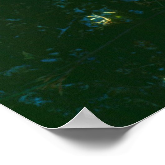 Beavertail Cactus Flowers Poster (Hoek)