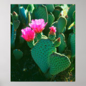 Beavertail Cactus Flowers Poster (Voorkant)