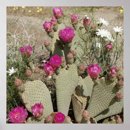Beavertail Cactus Poster (Voorkant)