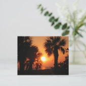 BECKYS PALM TREES 4-2-02 BRIEFKAART (Staand voorkant)