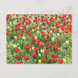 Bed of Tulips, Gorsedd Gardens, Cardiff, Wales. Briefkaart