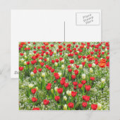 Bed of Tulips, Gorsedd Gardens, Cardiff, Wales. Briefkaart (Voorkant / Achterkant)