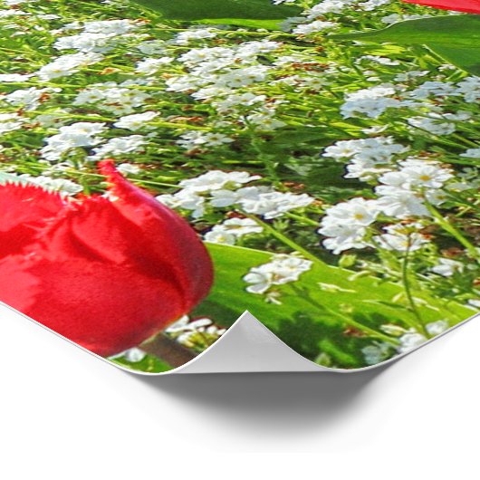 Bed of Tulips, Gorsedd Gardens, Cardiff, Wales. Poster (Hoek)