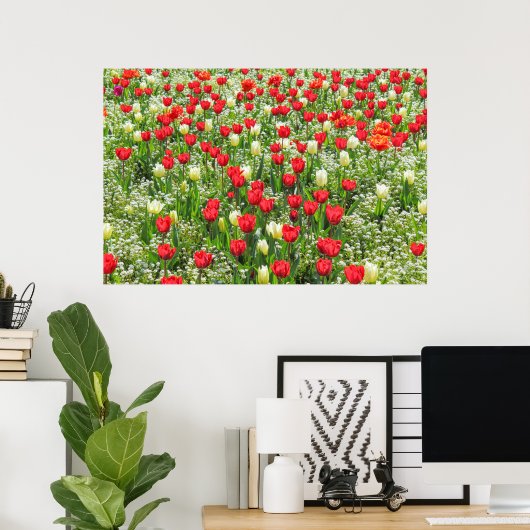 Bed of Tulips, Gorsedd Gardens, Cardiff, Wales. Poster (Thuiskantoor)
