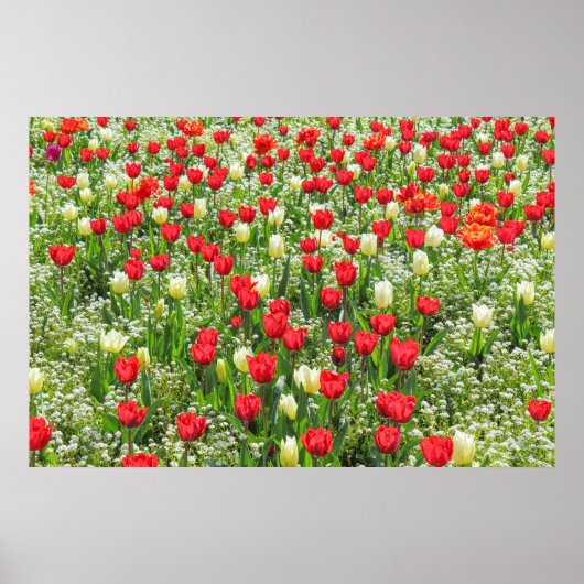Bed of Tulips, Gorsedd Gardens, Cardiff, Wales. Poster (Voorkant)