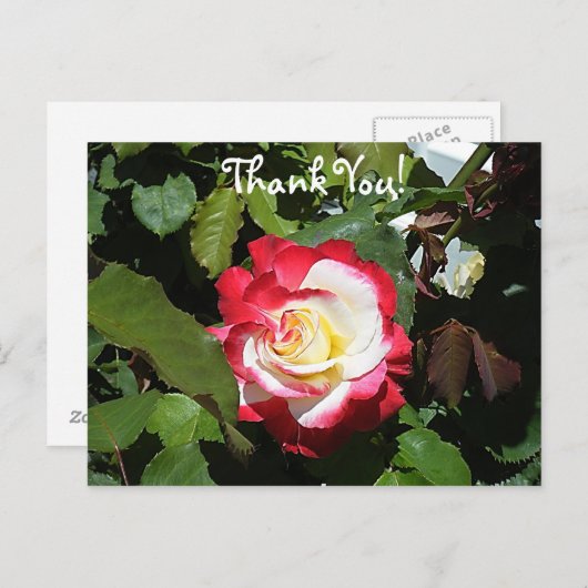 Bedank iemand met een Red Tipped Balboa Island Roo Briefkaart (Voorkant / Achterkant)