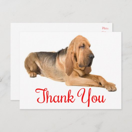 Bedankt Bloodhound Puppy Dog Briefkaart (Voorkant / Achterkant)