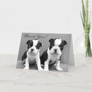Bedankt Boston Terrier puppies wenskaart