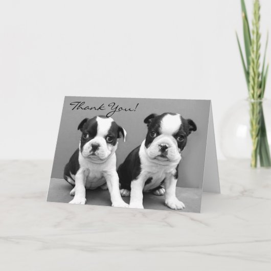Bedankt Boston Terrier puppies wenskaart (Voorkant)