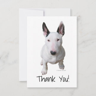 Bedankt Bull Terrier