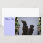 Bedankt, Chocolate Labs Bedankkaart (Voorkant / Achterkant)