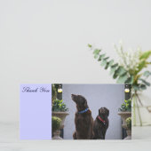 Bedankt, Chocolate Labs Bedankkaart (Staand voorkant)