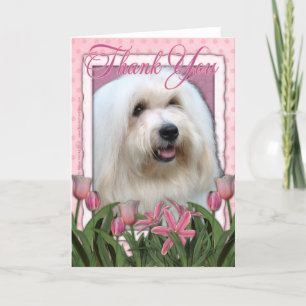Bedankt - Coton de Tulear