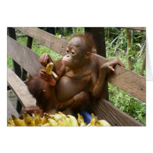 Bedankt een Bunch Cute Baby Orangutans