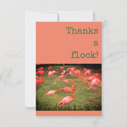Bedankt een kudde! Flamingo Dank u Kaart (Voorkant)