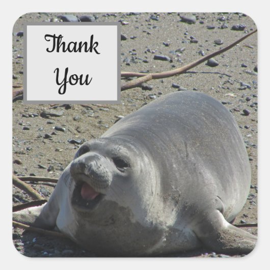 Bedankt Elephant Seal Foto-waardering Vierkante Sticker (Voorkant)