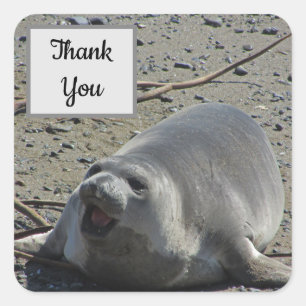 Bedankt Elephant Seal Foto-waardering Vierkante Sticker