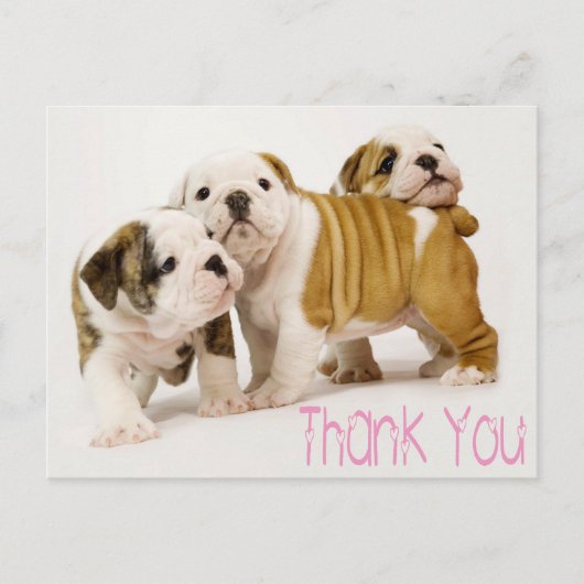 Bedankt English Bulldog Puppy Dogs Briefkaart (Voorkant)
