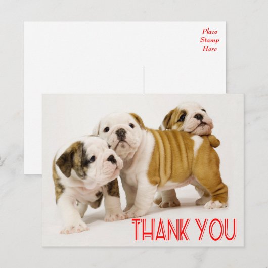 Bedankt English Bulldog Puppy Dogs Briefkaart (Voorkant / Achterkant)