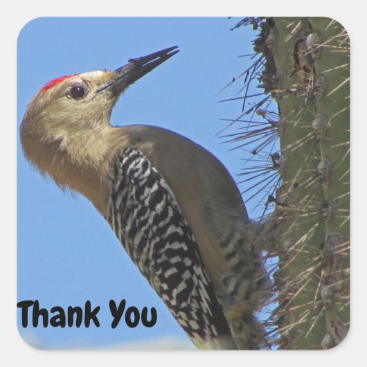 Bedankt Gila Woodpecker Foto Bird Appreciation Vierkante Sticker (Voorkant)