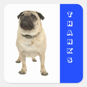Bedankt Groet Pug Puppies Hond Stickers