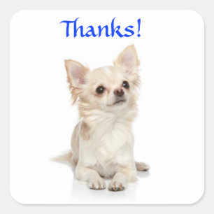 Bedankt Lange Haired Chihuahua Sticker
