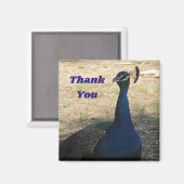 Bedankt Male Peacock Foto appreciatie Magneet (Voorkant / Achterkant)