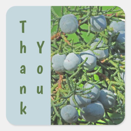 Bedankt Pine Tree Berry Blue Green Waardering Vierkante Sticker (Voorkant)