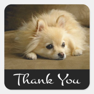 Bedankt Pommeren Puppy Dog Stickers / Labels