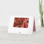 Bedankt Roze en Crème Poinsettia's met tekst (Achterkant)