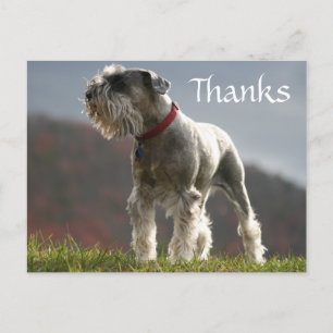 Bedankt Schnauzer Puppy Dog Greeting Briefkaart