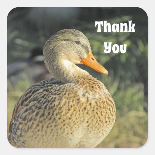 Bedankt Wild Duck Lake Bird Appreciation Vierkante Sticker (Voorkant)