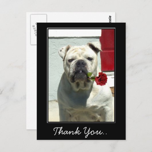 Bedankt Witte bulldog met roos briefkaart (Voorkant / Achterkant)