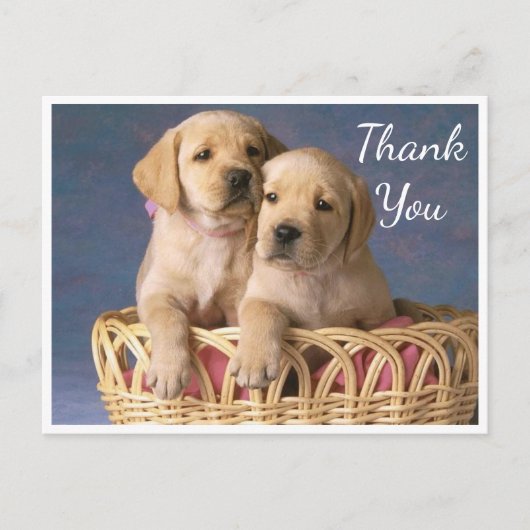 Bedankt Yellow Labrador Retriever Puppy Dogs Briefkaart (Voorkant)