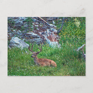 Beddenbok Briefkaart