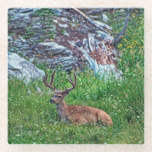 Beddenbok Glazen Onderzetter (Voorkant)