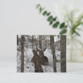 Beddengoed in Haynesville, Maine Briefkaart (Staand voorkant)