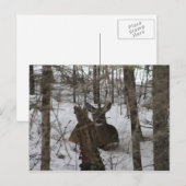 Beddengoed in Haynesville, Maine Briefkaart (Voorkant / Achterkant)