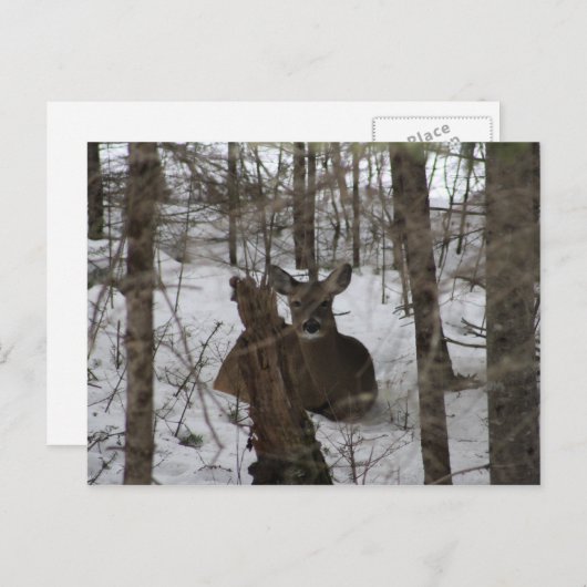 Beddengoed in Haynesville, Maine Briefkaart (Voorkant / Achterkant)