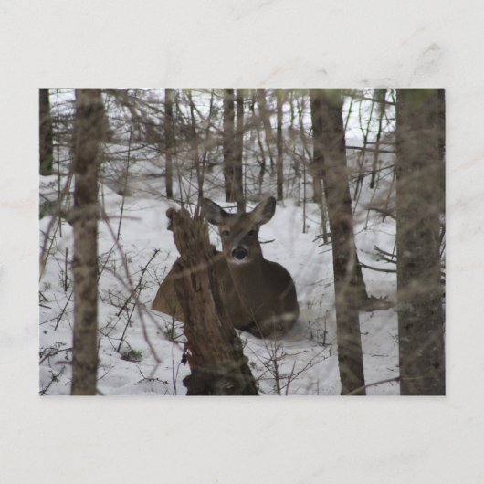 Beddengoed in Haynesville, Maine Briefkaart (Voorkant)