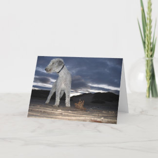 BEDDY OP HET STRAND KAART