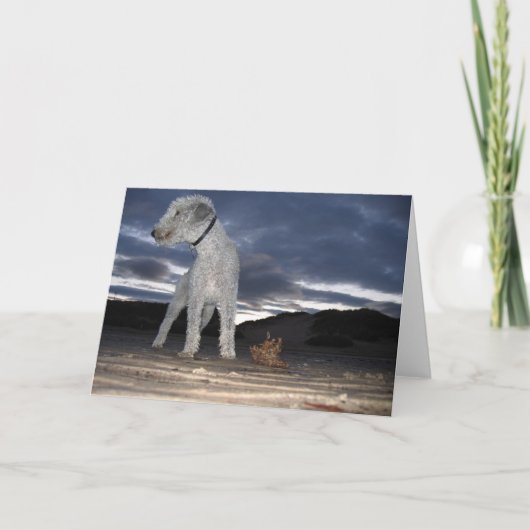 BEDDY OP HET STRAND KAART (Voorkant)