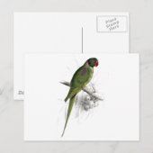 Bedekte parrakeet door Edward Lear Briefkaart (Voorkant / Achterkant)