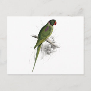 Bedekte parrakeet door Edward Lear Briefkaart