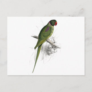 Bedekte parrakeet door Edward Lear Briefkaart